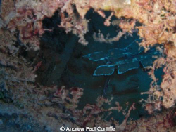 while diving the wrecks outside Puerto del Carmen, Lanzar... by Andrew Paul Cunliffe 